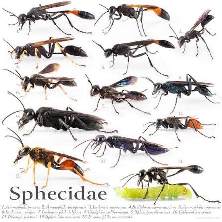 Sphecidae 13Species